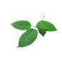 Ingredient