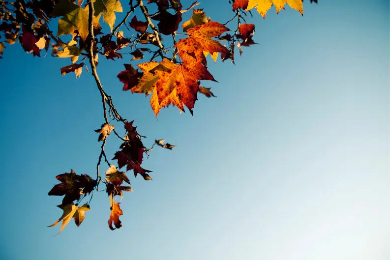 Fall Equinox: prepare your mind and body for the new season