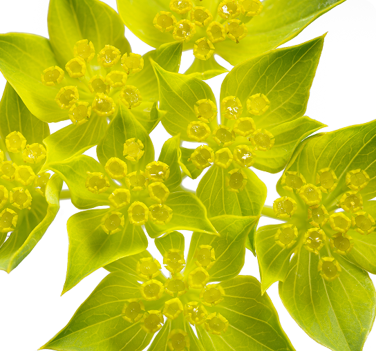 Bupleurum