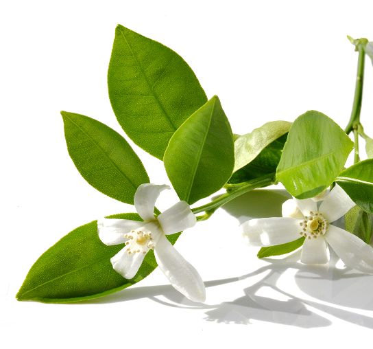 Citrus Aurantium